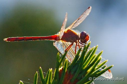 Backlit Dragonfly On A Pine_51352.jpg - Photographed near Carleton Place, Ontario, Canada.